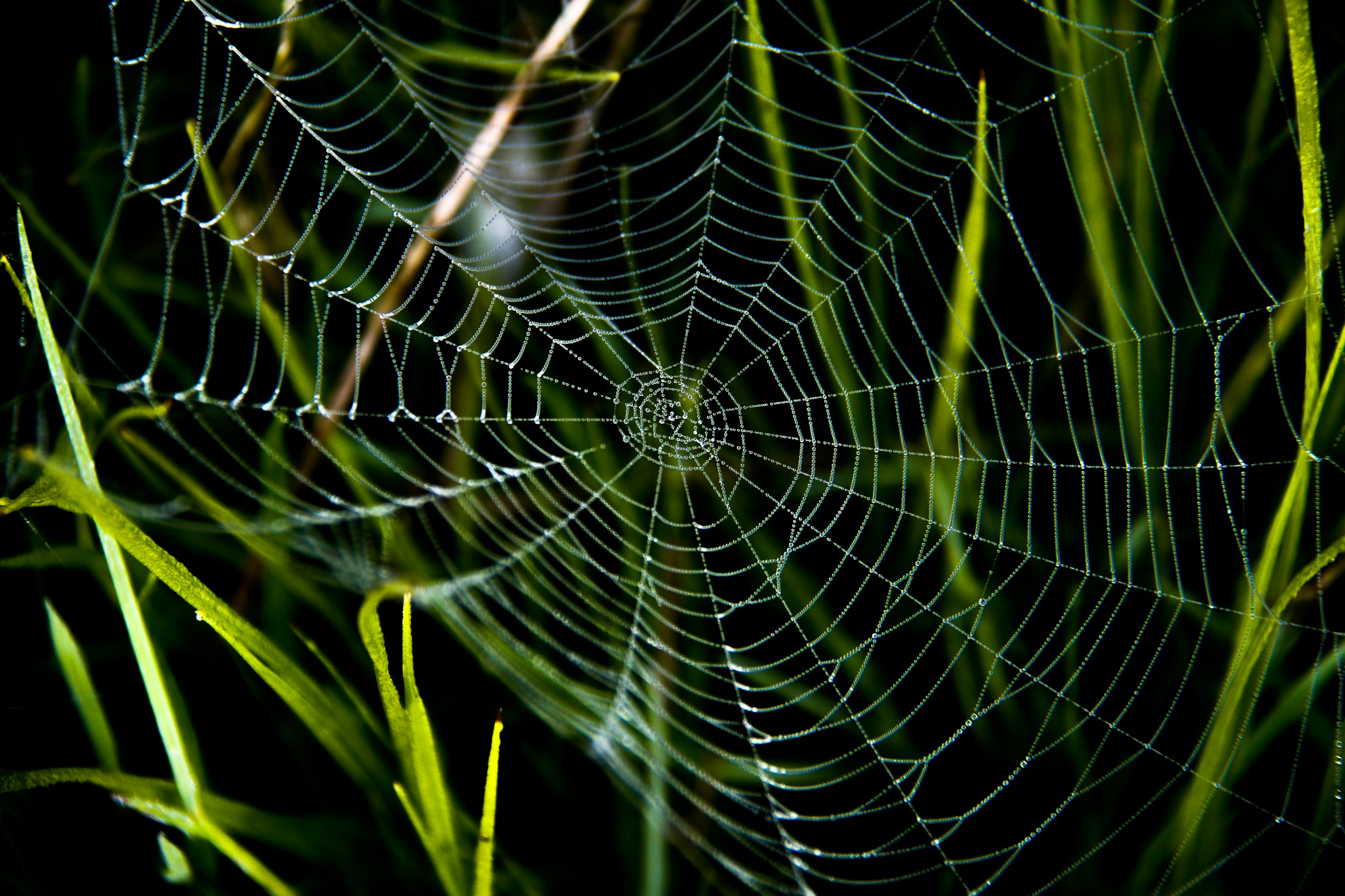 spider web in close up photography